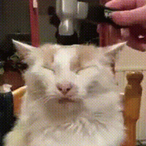 Bonk Funny Cat Meme GIF