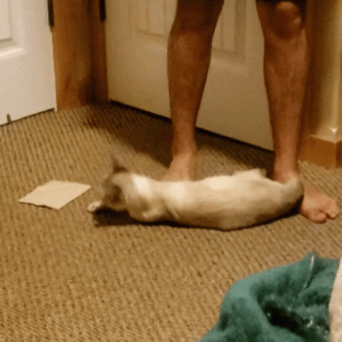 Bonk Shocked Cat GIF