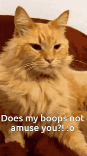 Passive Cat Getting Boop No Reaction GIF