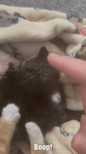 Endearing Kitten Nose Boop GIF