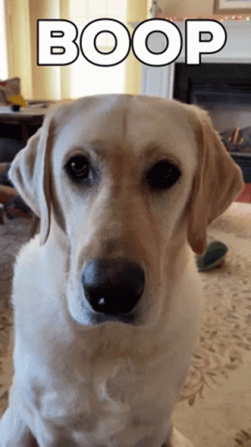 Confused Dog Getting Boop GIF