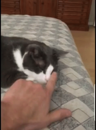 Flustered Cat Getting Nose Boop GIF