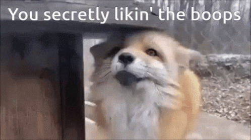 Cute Fox Secretly Likes Boop GIF