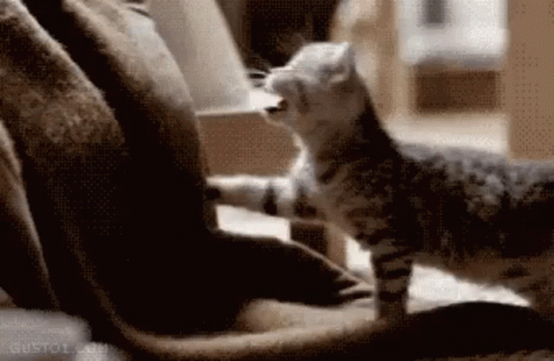 Adorable Little Kitty Giving Human A Boop GIF