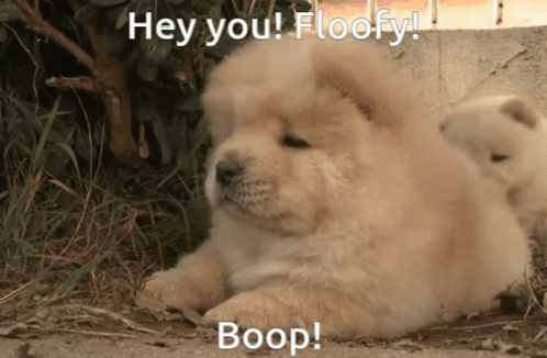 Floofy Boop On Cute Chow Chow GIF