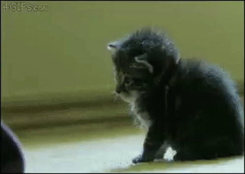 Funny Kitty Receiving Boop Passing Out GIF
