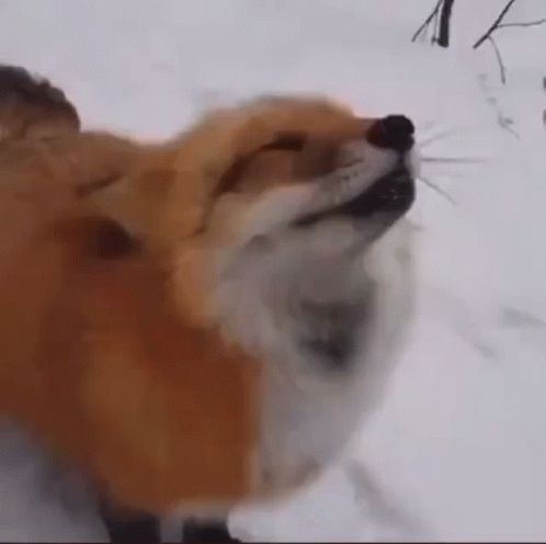 Cute Foxy Loves Boop GIF