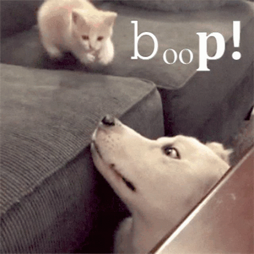 Adorable Kitten Giving Dog Boop GIF