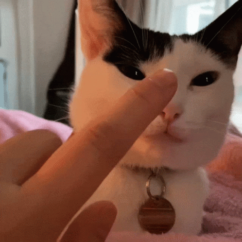 Apathetic Cat Receiving Nose Boop GIF