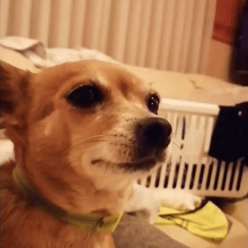 Adorable Chihuahua Loving Nose Boop GIF