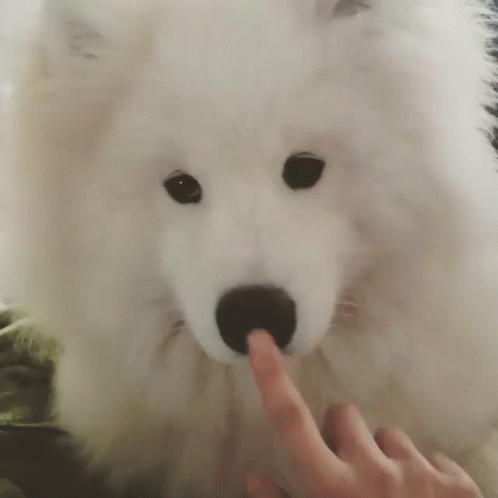 Cute Samoyed Dog Boop GIF