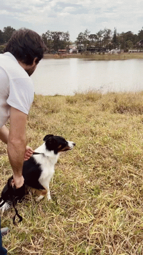 Smart Border Collie Dives Into Lake GIF