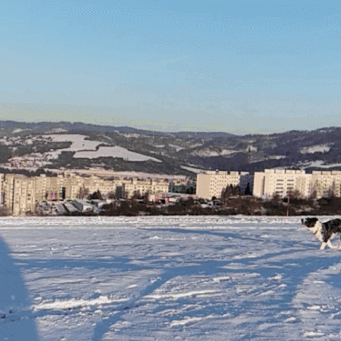 Border Collie Catching Frisbee Disc GIF