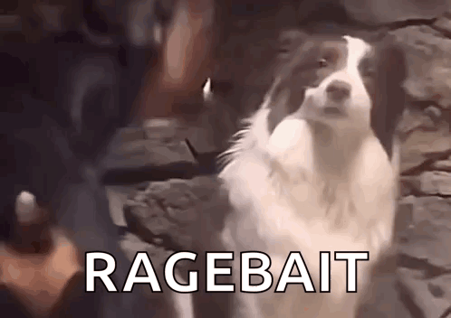 Border Collie At Stone Wall With Ragebait GIF