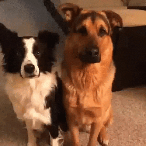 Border Collie German Shepherd Dogs Hugging GIF
