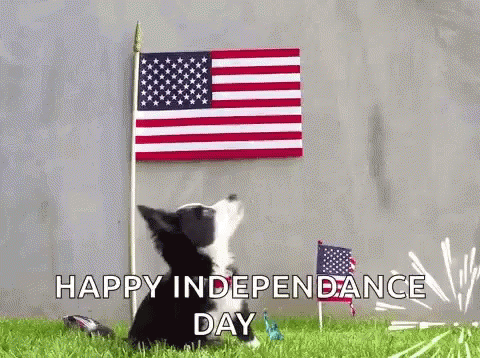 Border Collie Puppy Looking Up at American Flag