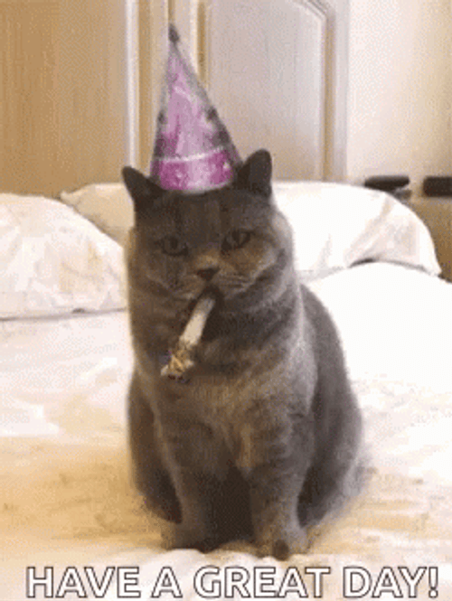 Bored Cat Have A Great Day GIF