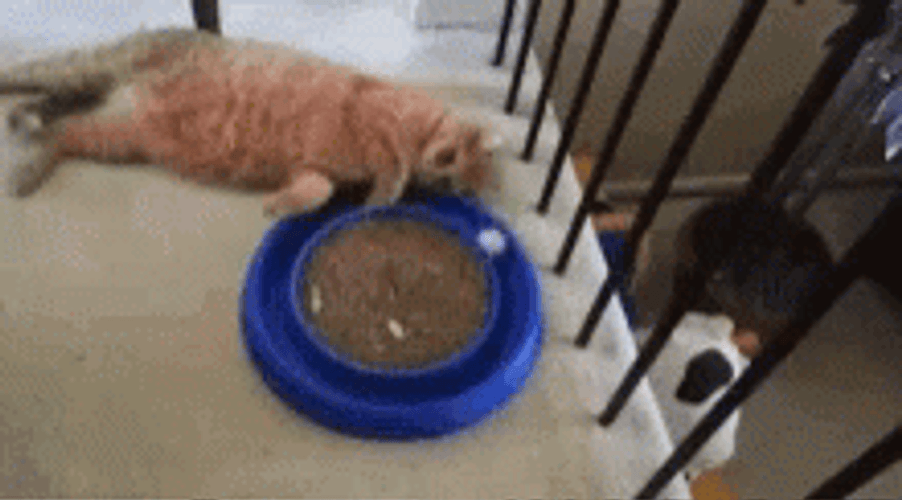 Bored Lazy Cat Playing GIF