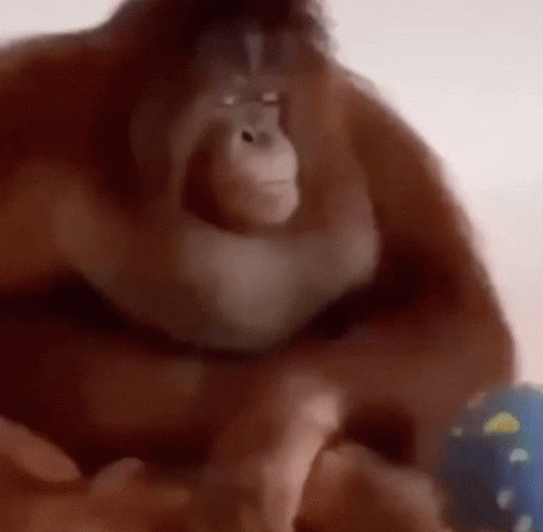 Bored Orangutan Swiping The Ball GIF