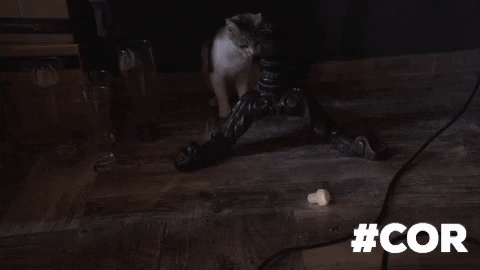 Bosnia And Herzegovina Cat GIF
