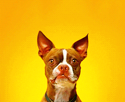 Boston Terrier Dog Smiling GIF