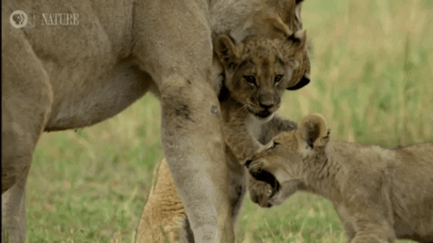 Botswana Barbary Lion Mom GIF