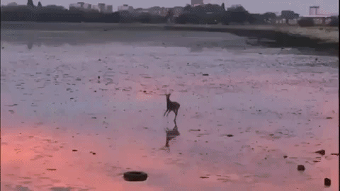 Bounce It Reindeer In Frozen Lake GIF