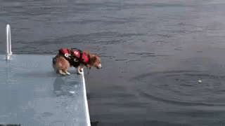 Bouncing Doggo Feels Like A Seals GIF
