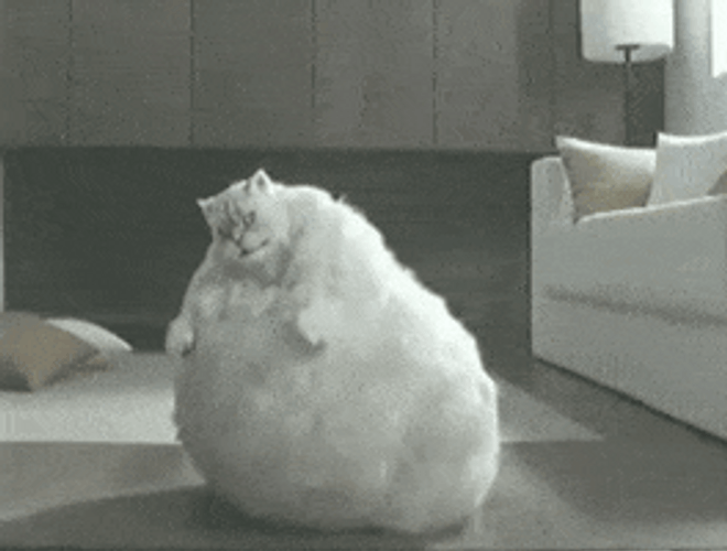 cute fat cat meme