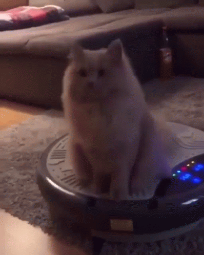 Seating Cat On A Bouncing Machine GIF