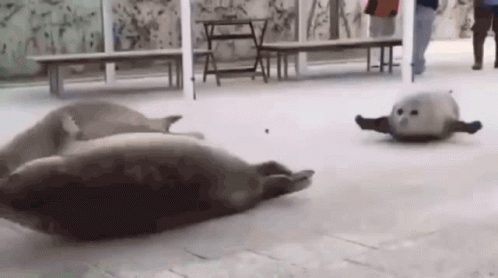 Bouncing Caspian Seal Funny Animated GIF