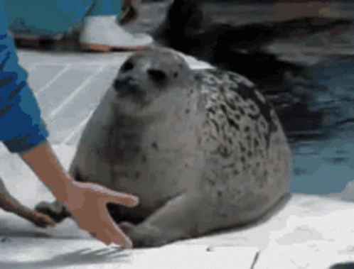 Bouncing Seals Back To Water GIF