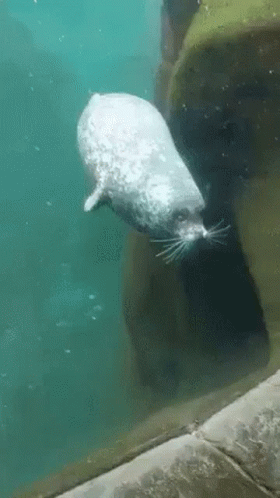 Bouncing Seals Bumped On The Block GIF