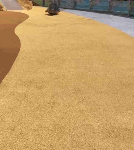 Bouncing Seals Coming To Greet You GIF