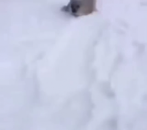 Bouncing Seals Fast Into The Snow Ground GIF