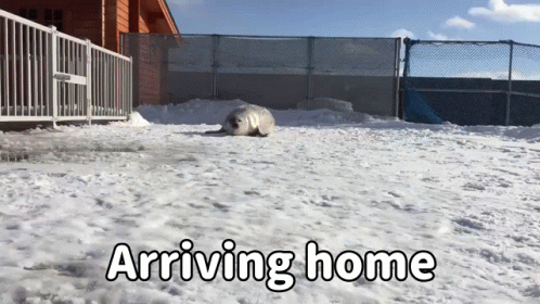 Bouncing Seals Feels Like Arriving Home GIF