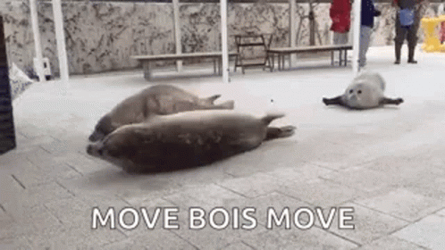Bouncing Seals Friend Bond GIF