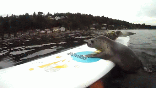 Bouncing Seals Getting On The Board GIF