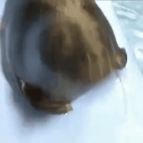 Bouncing Seals Giving A Kiss GIF