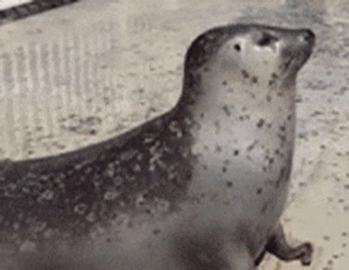 Bouncing Seals Grooving On The Ground GIF