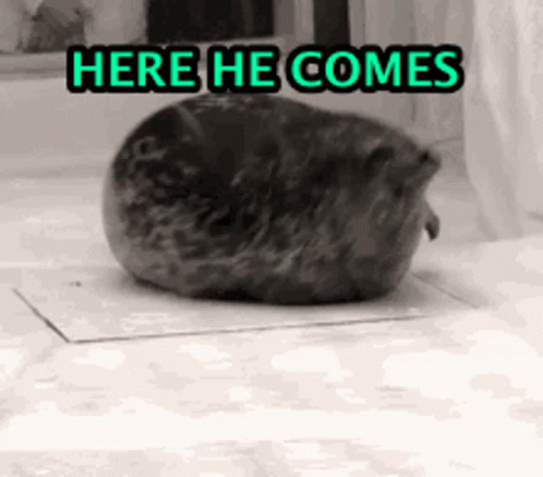 Bouncing Seals Here He Comes GIF