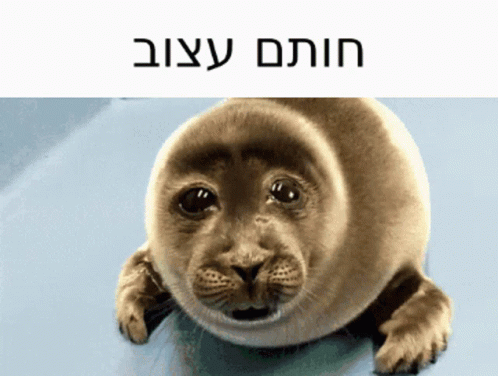 Bouncing Seals Just Woke Up GIF