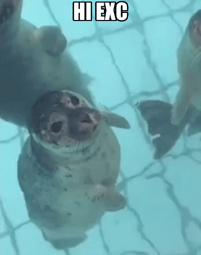 Bouncing Seals Kissing GIF
