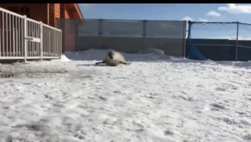 Bouncing Seals On The Snows GIF