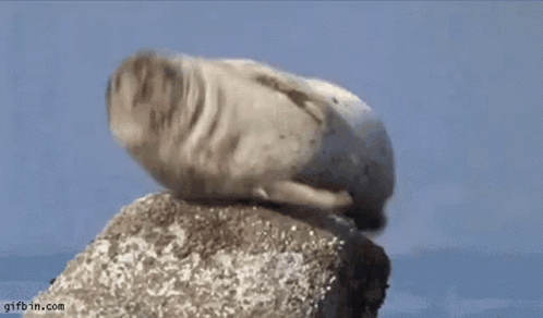Bouncing Seals On The Top Of The Rock GIF