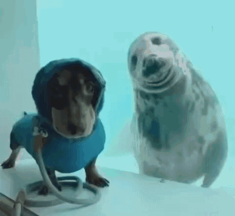 Bouncing Seals Paw Friend GIF