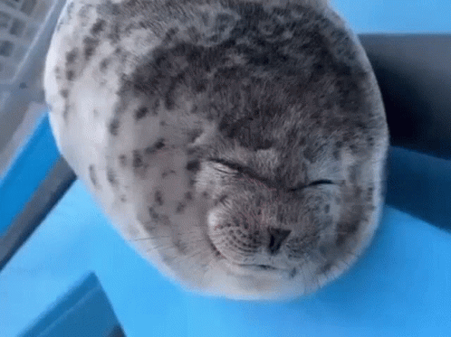 Bouncing Seals Sleepy Face GIF