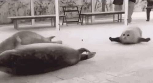 Bouncing Seals Tour Destination GIF