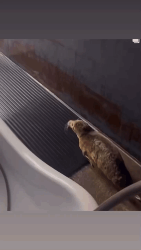 Bouncing Seals Trying To Leave GIF