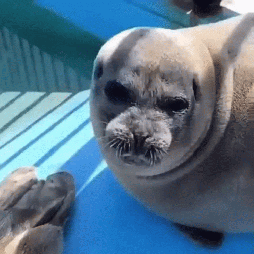 Bouncing Seals Want Some Treats GIF